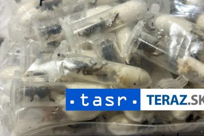 Necakany nalez Na letisku nasli 1500 tarantul