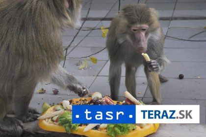 Zoo utratila 12 pavianov pre premnozenie aktivisti vtrhli dovnutra