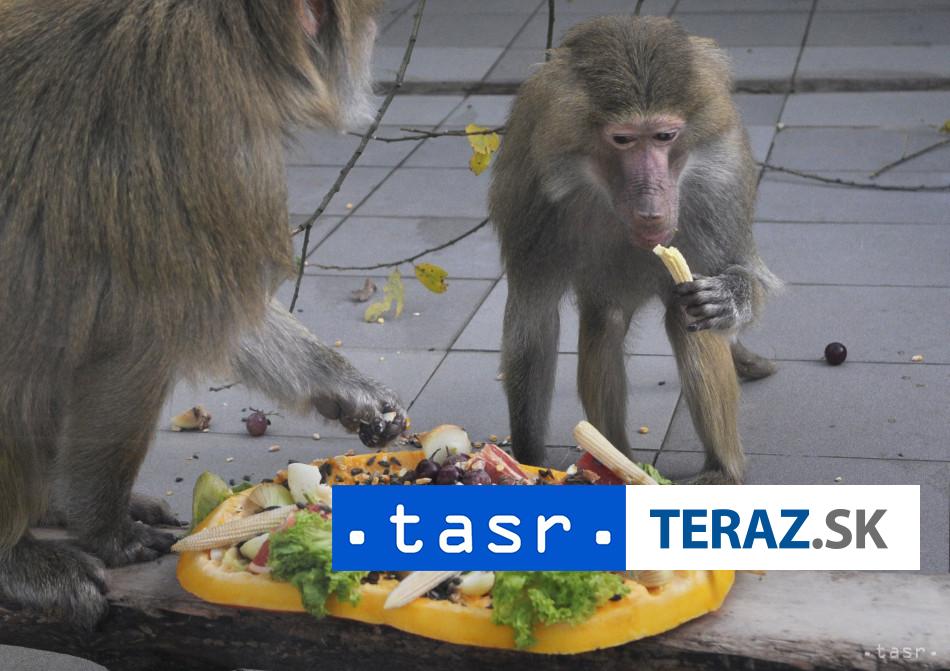 Zoo utratila 12 pavianov pre premnozenie aktivisti vtrhli dovnutra