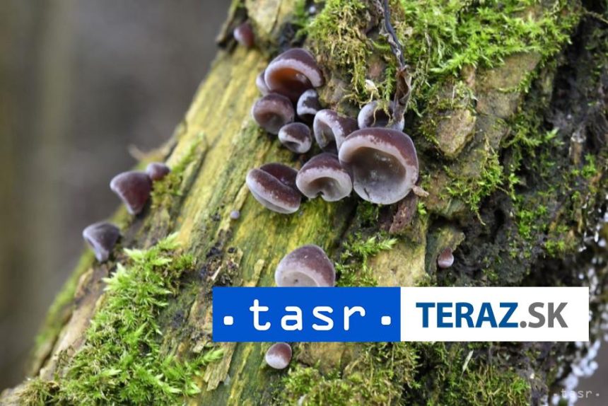 Cerveny kriz Pri podozreni na otravu hubami vyvolajte zvracanie