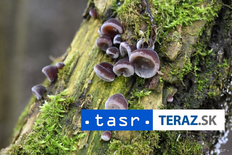 Cerveny kriz Pri podozreni na otravu hubami vyvolajte zvracanie