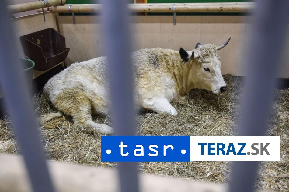 Policajna nahanacka Prenasledovanie byka v Budapesti