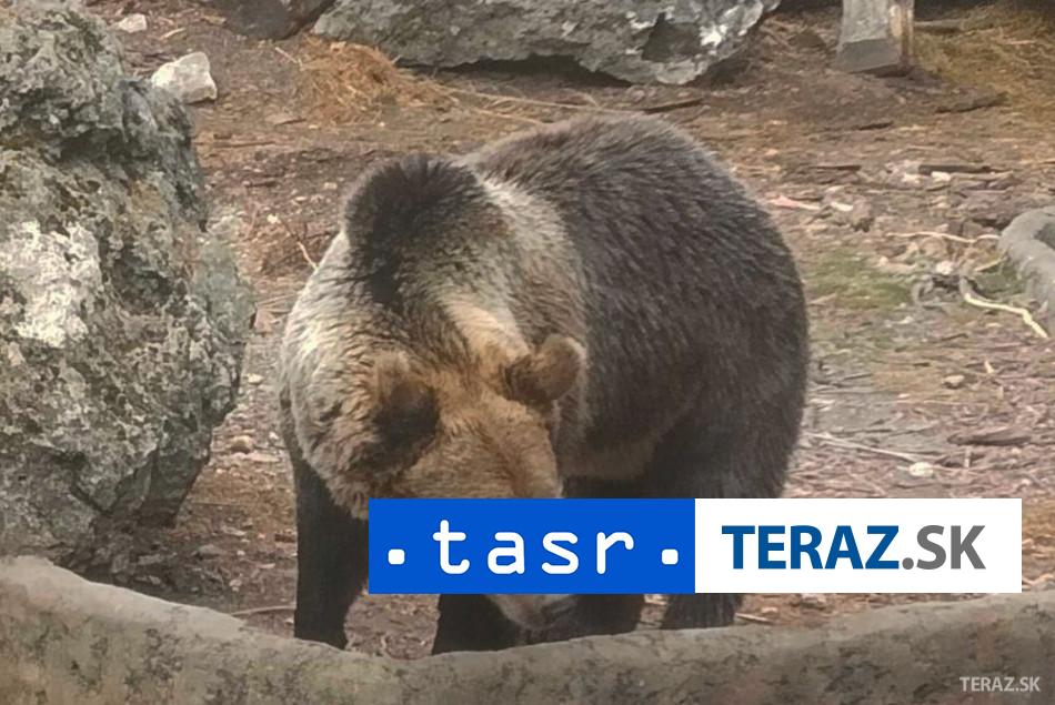 Medvedica s mladatami v meste Vo Svite sa prechadzali medzi bytovkami
