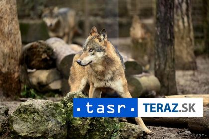 Vedci skumali spravanie vlkov Toto zistili