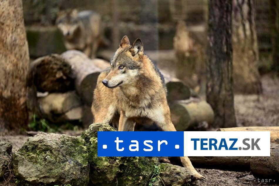 Vedci skumali spravanie vlkov Toto zistili