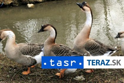 Veterinari potvrdili virus vtacej chripky v Liesku