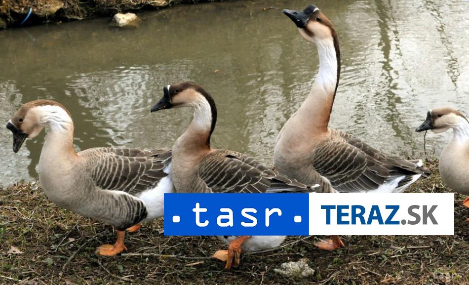 Veterinari potvrdili virus vtacej chripky v Liesku
