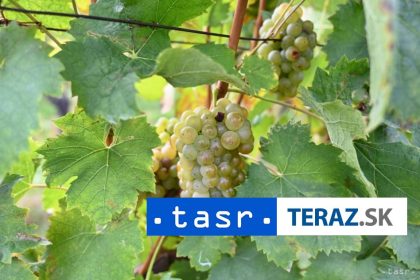 Muzeum v Trnave planuje novu vystavu o vine