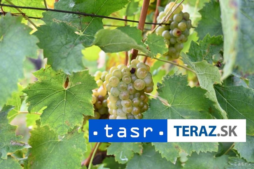 Muzeum v Trnave planuje novu vystavu o vine