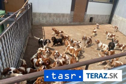 OTRASNE PODMIENKY V mnoziarni malo byt 837 psov