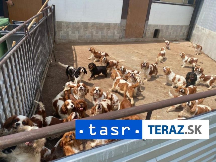 OTRASNE PODMIENKY V mnoziarni malo byt 837 psov