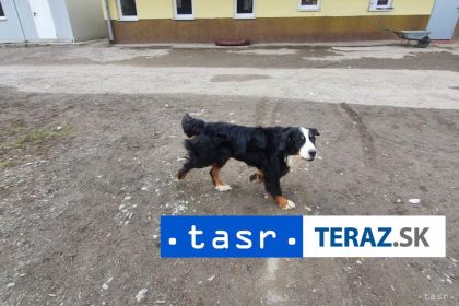 Drama vo Velkaj Lomnici Pes napadol turistu veterinar rozhodol