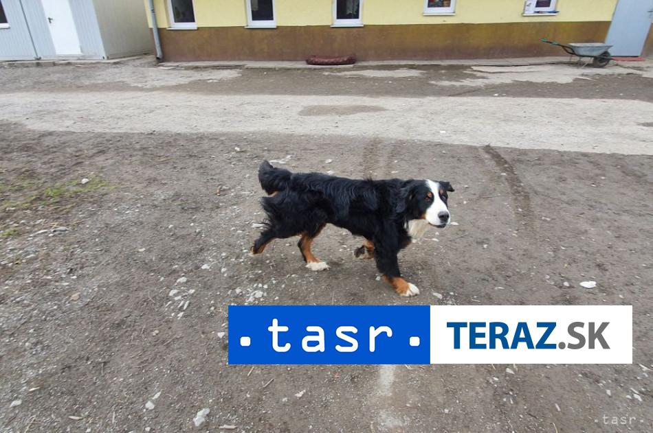 Drama vo Velkaj Lomnici Pes napadol turistu veterinar rozhodol