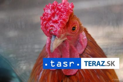 OTRAVNY KOHUT Obyvate Prievidze poiadal mestsk rad o ochranu