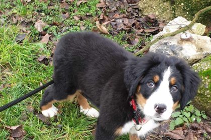 ZACHRANENI Utolek v Bratislave poskytol vlani utocisko 2350 zvieratam