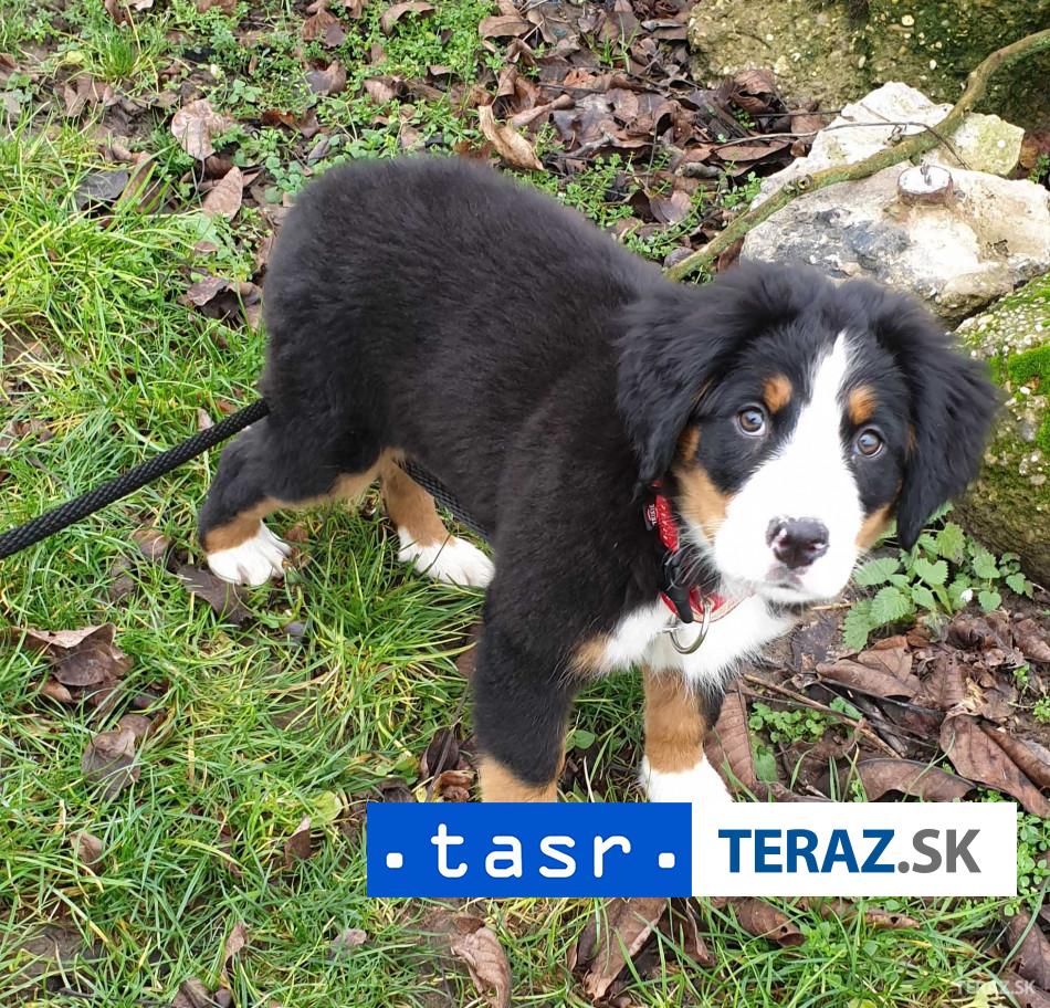 ZACHRANENI Utolek v Bratislave poskytol vlani utocisko 2350 zvieratam