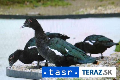 VTACIACHRIPKAVEUROPE Potvrdene pripady v oblubenej krajine