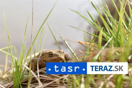 V Peru objavili novy druh zaby ktora nosi svoje vajicka na chrbte