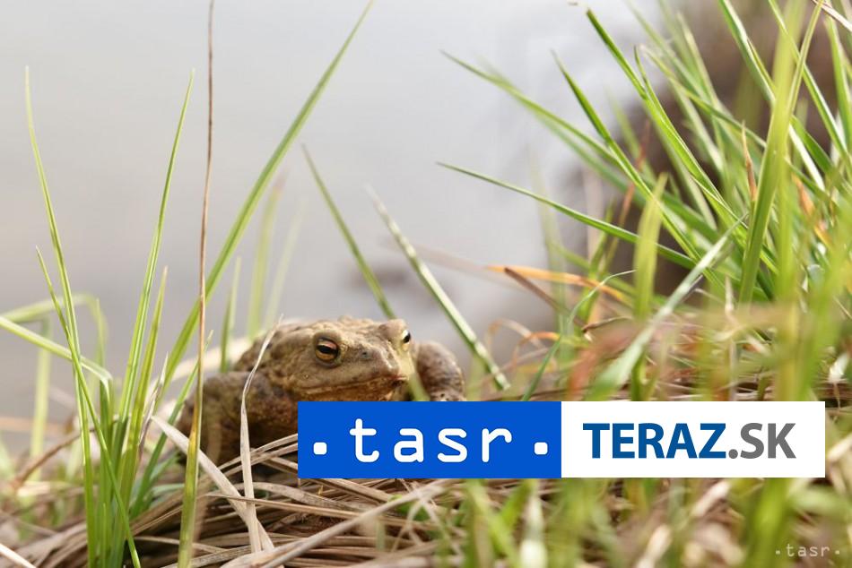 V Peru objavili novy druh zaby ktora nosi svoje vajicka na chrbte