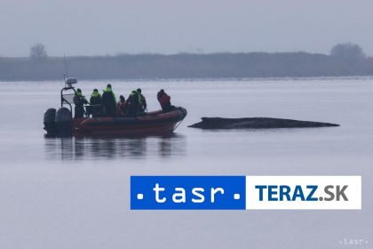 Vraskavec uviaznuty pri pobrezi Baltu je velmi vycerpany pravdepodobne uhynie