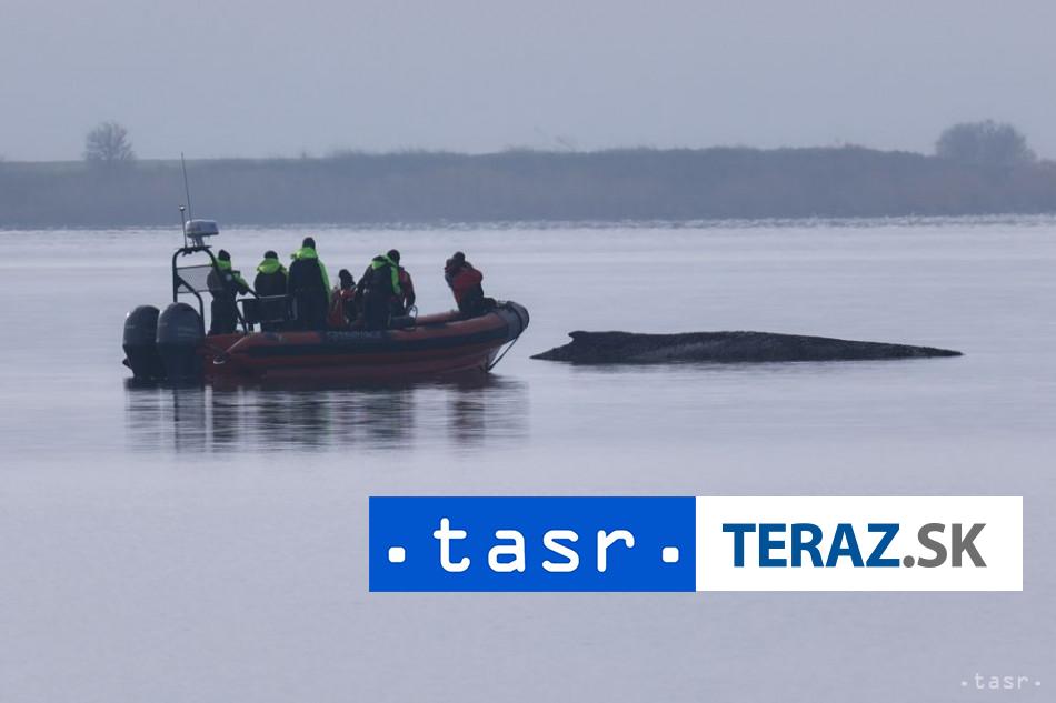 Vraskavec uviaznuty pri pobrezi Baltu je velmi vycerpany pravdepodobne uhynie