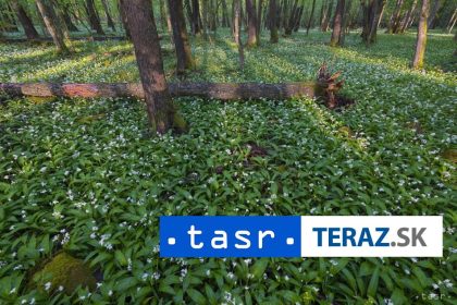 Zbierate medvedi cesnak nemylte si ho s je ovitmi dvojnkmi