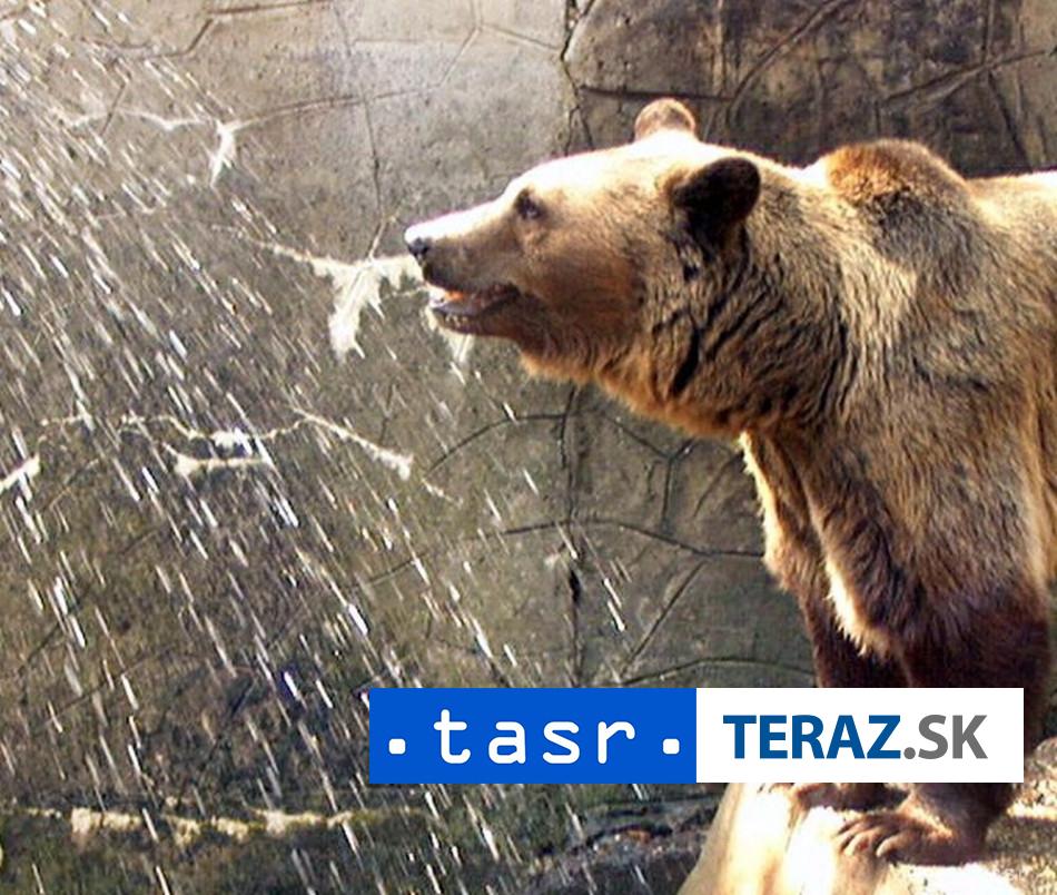 MEDVED V SKALICI RADNICA ZIADA O ZVYSENU OPATRNOST