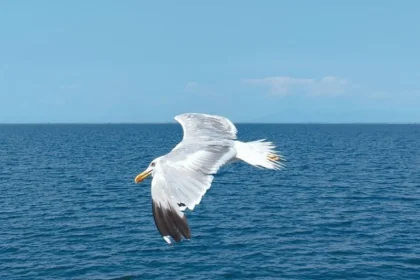 Švédske úrady umožnili tankeru Sea Owl I vyplávať z teritoriálnych vôd